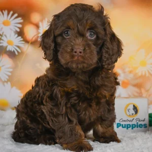 F1 Cockapoo Puppy for Sale