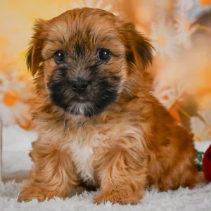 F1 Morkie Puppy for Sale