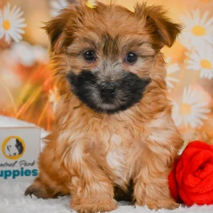 F1 Morkie Puppy for Sale