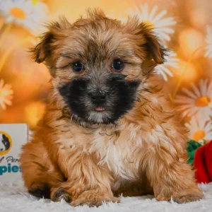 F1 Morkie Puppy for Sale