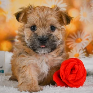 F1 Morkie Puppy for Sale