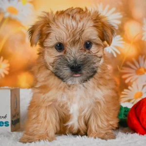 F1 Morkie Puppy for Sale