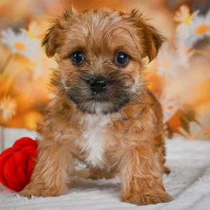 F1 Morkie Puppy for Sale