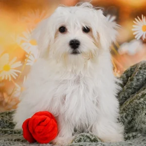 Maltese Puppy for Sale