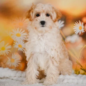 F1 Maltipoo Puppy for Sale