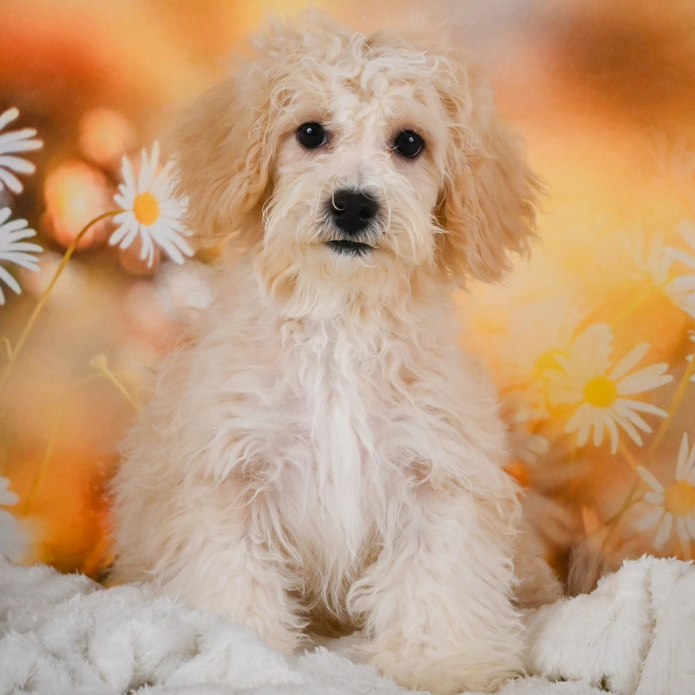 F1 Maltipoo Puppy for Sale in NYC