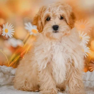F1 Maltipoo Puppy for Sale