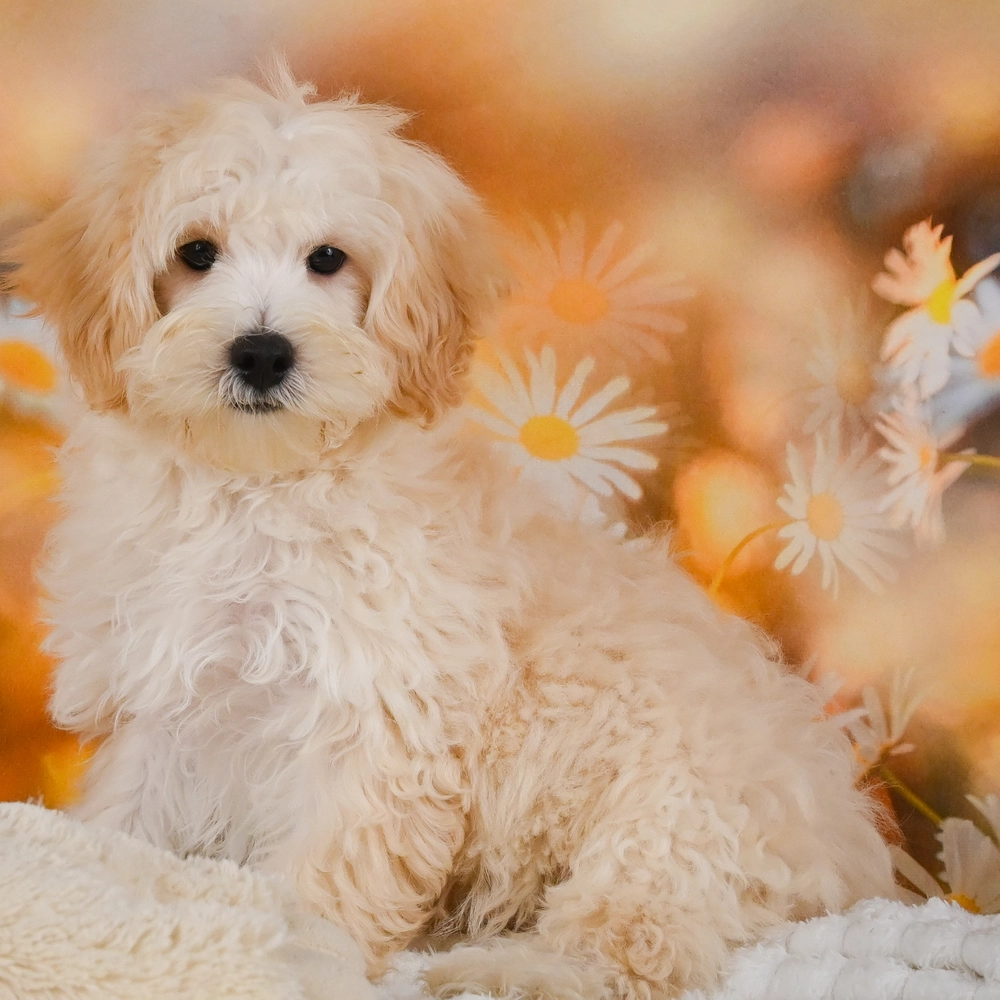 F1 Maltipoo Puppy for Sale in NYC