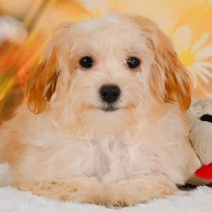 F1 Maltipoo Puppy for Sale