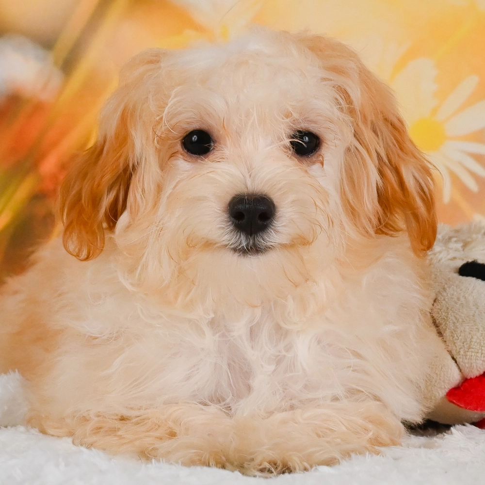 F1 Maltipoo Puppy for Sale in NYC
