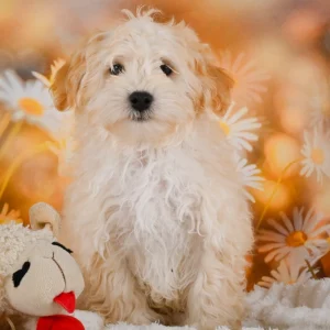 F1 Maltipoo Puppy for Sale