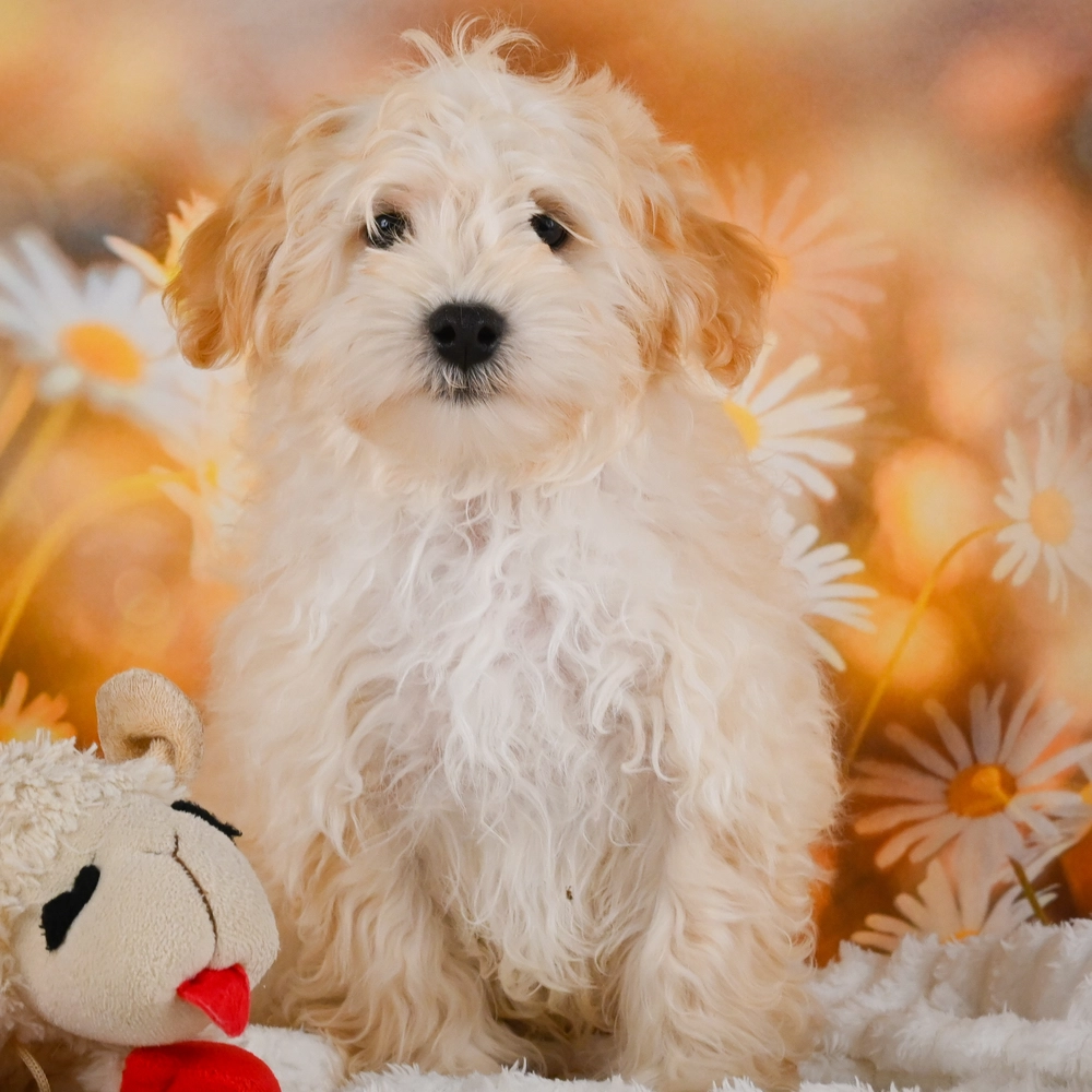 F1 Maltipoo Puppy for Sale in NYC