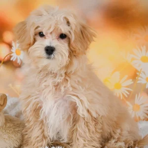 F1 Maltipoo Puppy for Sale