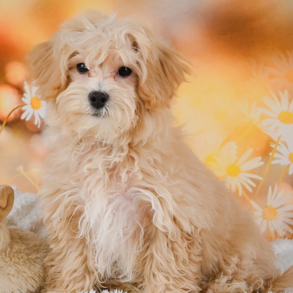 F1 Maltipoo Puppy for Sale in NYC