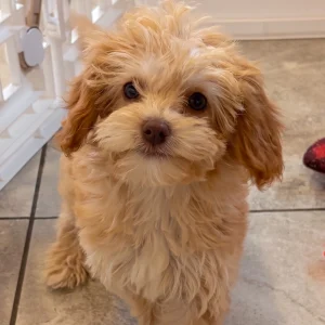 F1b Cavapoo Puppy for Sale