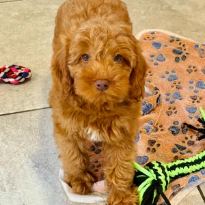F1b Cavapoo Puppy for Sale
