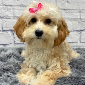 F1b Maltipoo Puppy for Sale