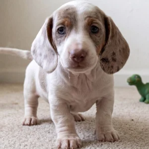 Mini Dachshund Puppy for Sale