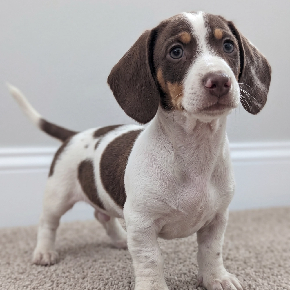Mini Dachshund Puppy for Sale in NYC