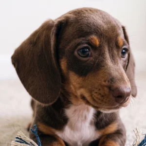 Mini Dachshund Puppy for Sale
