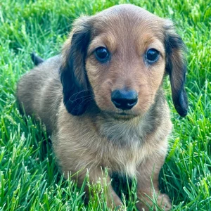 Mini Dachshund Puppy for Sale