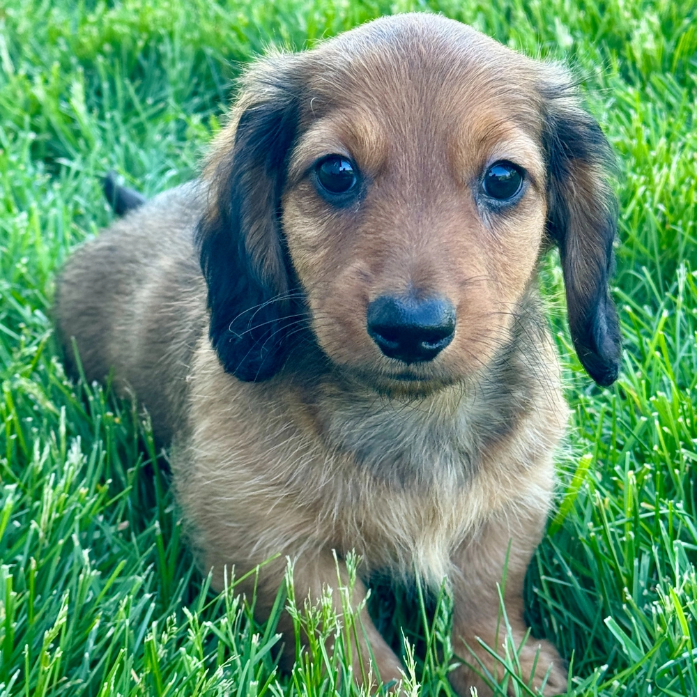Mini Dachshund Puppy for Sale in NYC