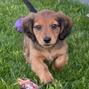 Mini Dachshund Puppy for Sale