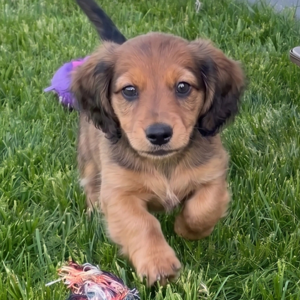 Mini Dachshund Puppy for Sale in NYC
