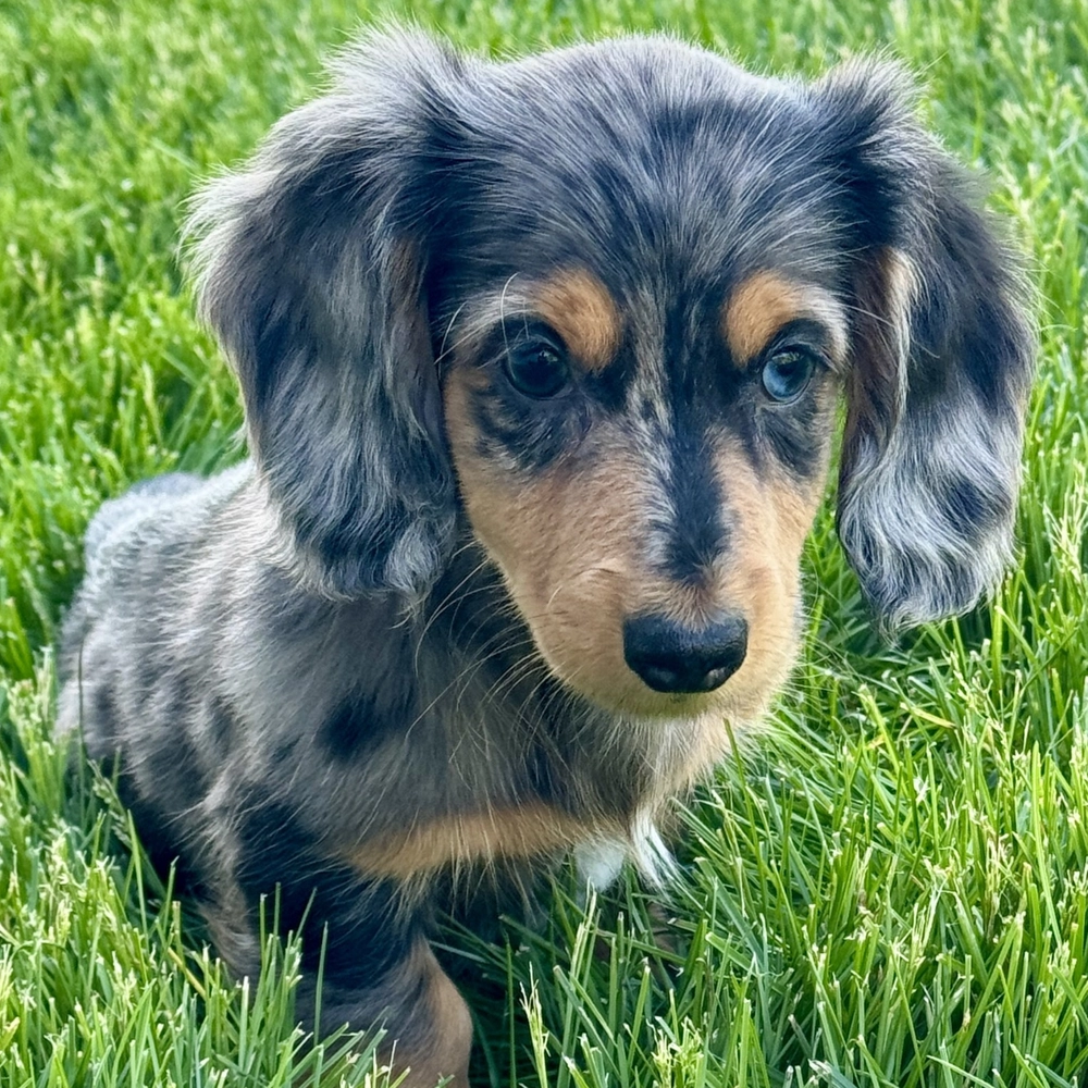 Mini Dachshund Puppy for Sale in NYC