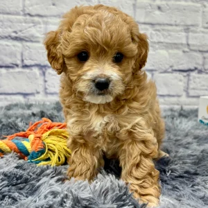 F1b Maltipoo Puppy for Sale