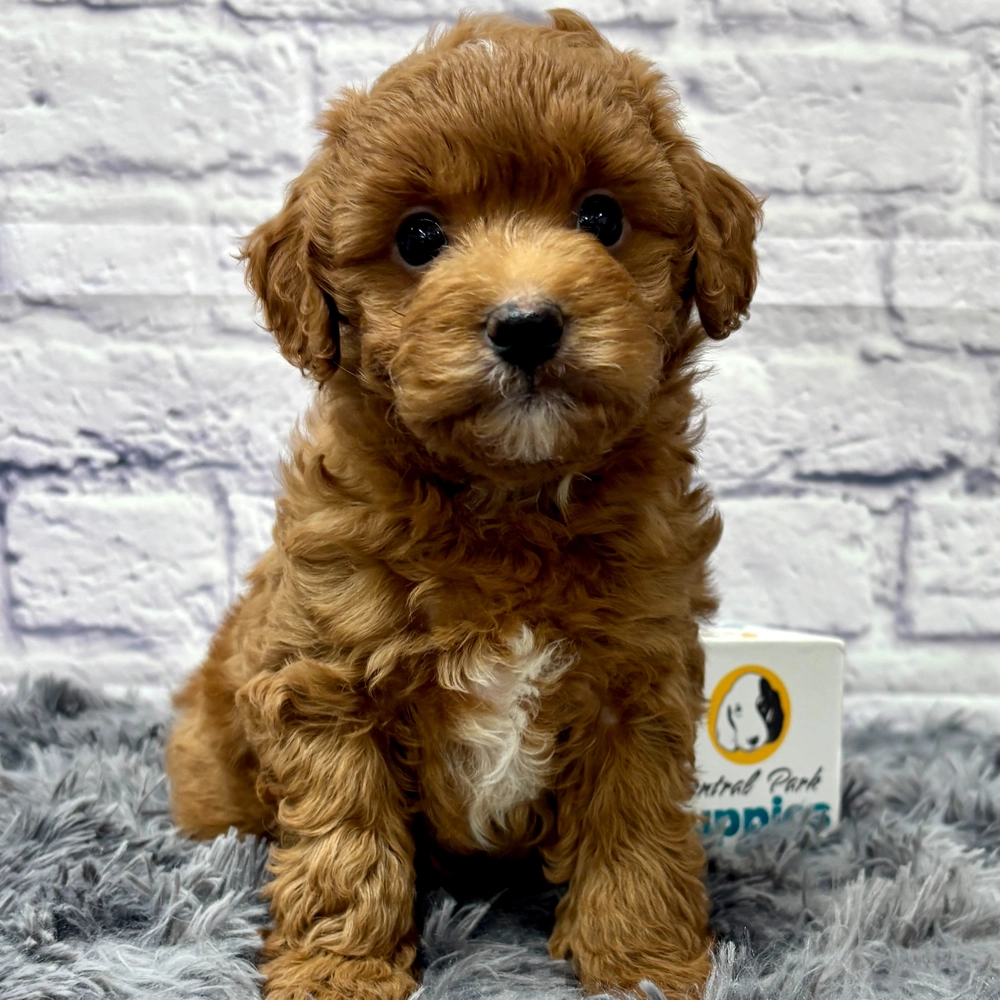F1b Maltipoo Puppy for Sale in NYC