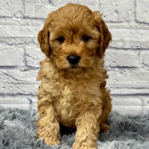 F1b Maltipoo Puppy for Sale