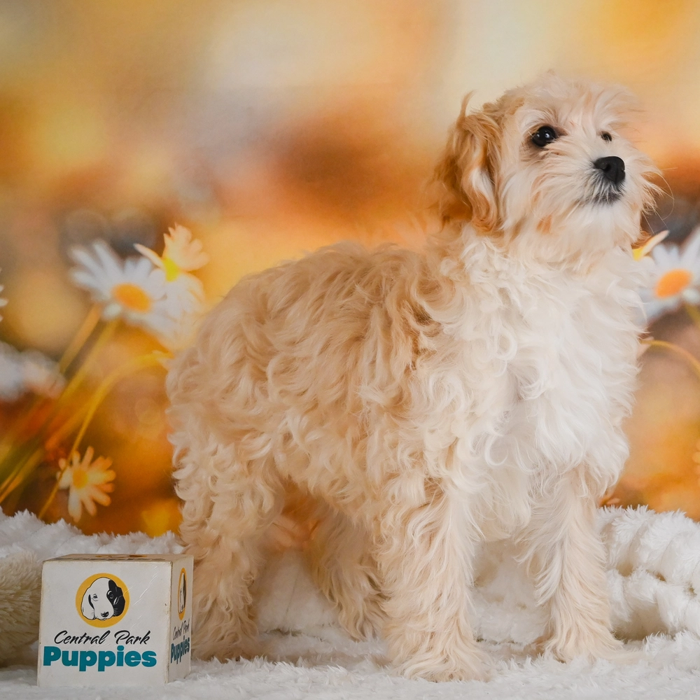Test Breed Puppy for Sale in NYC
