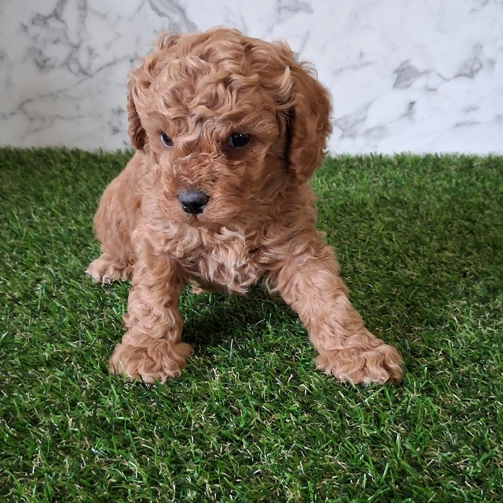 F1b Cavapoo Puppy for Sale in NYC