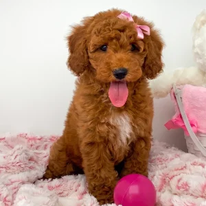 Miniature Poodle Puppy for Sale