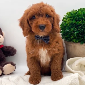 Miniature Poodle Puppy for Sale