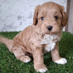F1b Cavapoo Puppy for Sale