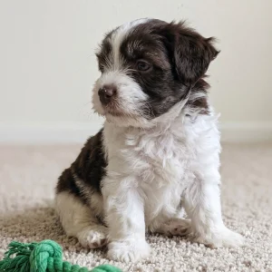 Havanese Puppy for Sale