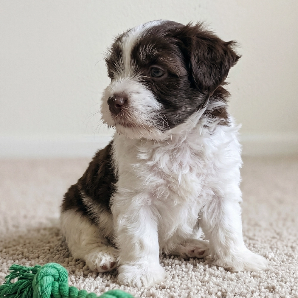 Havanese Puppy for Sale in NYC