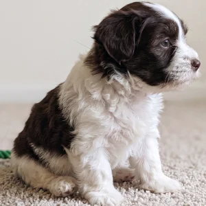Havanese Puppy for Sale