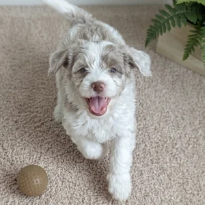 Havanese Puppy for Sale