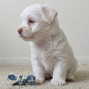 Havanese Puppy for Sale