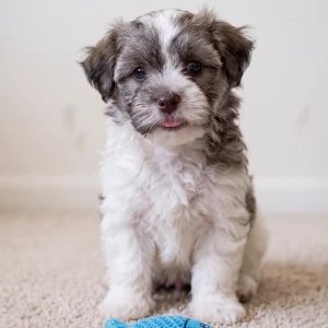 Havanese Puppy for Sale
