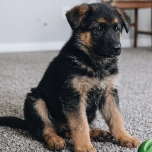 German Shepherd Puppy for Sale