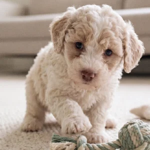 Havapoo Puppy for Sale