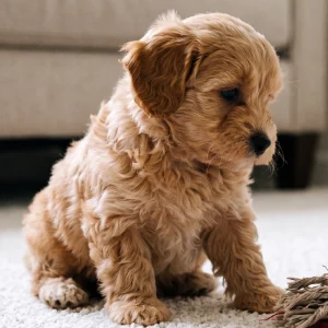 Havapoo Puppy for Sale