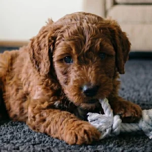 F1b Cavapoo Puppy for Sale