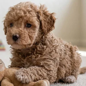 Miniature Poodle Puppy for Sale