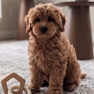 F1b Mini Goldendoodle Puppy for Sale