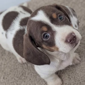 Mini Dachshund Puppy for Sale